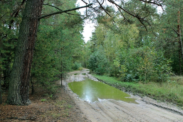 Rain in the forest witn road dirt and greater pool