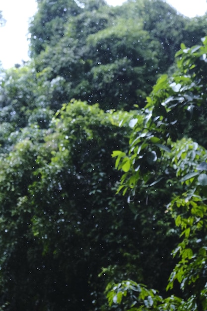 rain in the green tropical forest