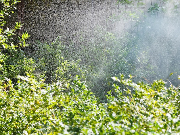 写真 晴れた秋の日に森に雨が降る