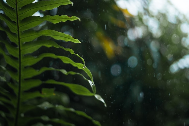 雨と葉雨の日の水滴