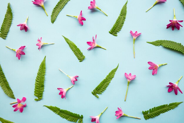 写真 緑の葉と雨のユリの花。