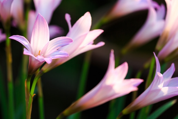 雨のユリの花