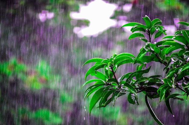 Rain nourishes green leaves of trees