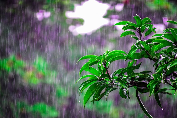 Rain nourishes green leaves of trees