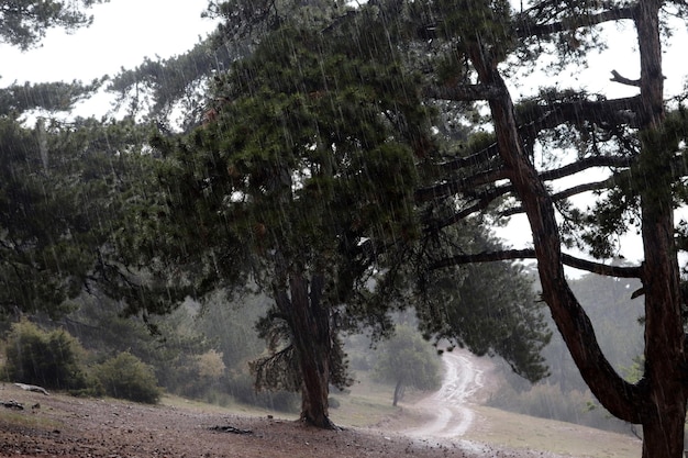 Rain in the pine forest