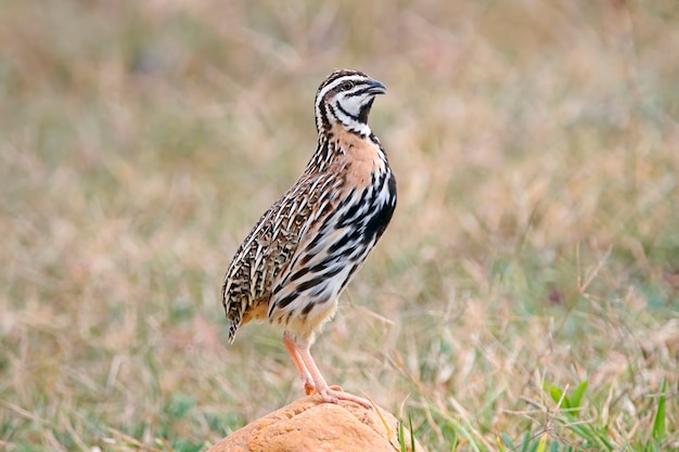 Rain Quail Coturnix coromandelica Красивые мужские птицы Таиланда