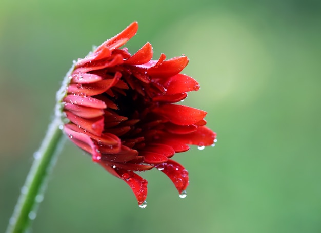 雨に濡れた咲くガーベラの花のクローズアップ