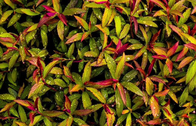 Photo rain soaked newly green spring leaves with brilliant green yellow and magenta