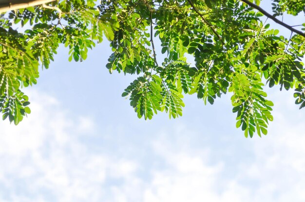 Foto albero piovoso o samanea saman leguminosae mimosoideae