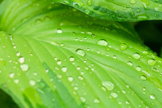 Rain water dew drops on leaf