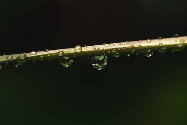 緑の葉マクロの雨水。自然の美しい滴と葉の質感。梅雨の自然の背景。