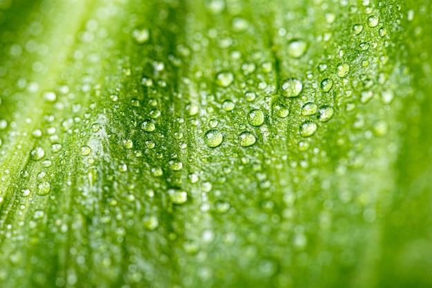 Rain water on a green leaf textured Natural background