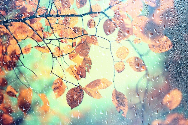 дождь окно осень парк ветки листья желтый / абстрактный осенний фон, пейзаж в дождливом окне, погода октябрьский дождь