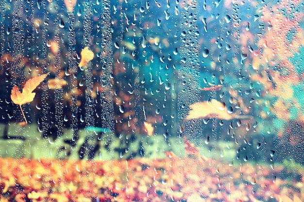 rain window autumn park branches leaves yellow / abstract autumn background, landscape in a rainy window, weather October rain