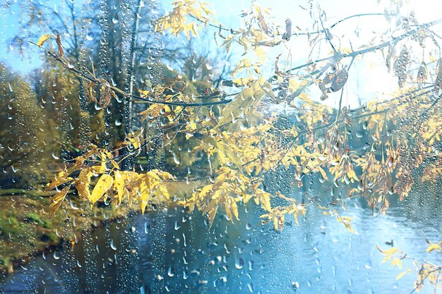 rain window autumn park branches leaves yellow / abstract autumn background, landscape in a rainy window, weather October rain