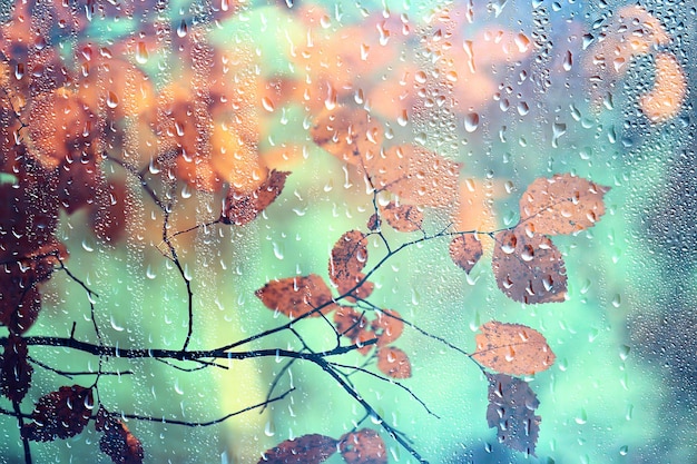 дождь окно осень парк ветки листья желтые / abstract осенний фон, пейзаж в дождливое окно, погода октябрьский дождь
