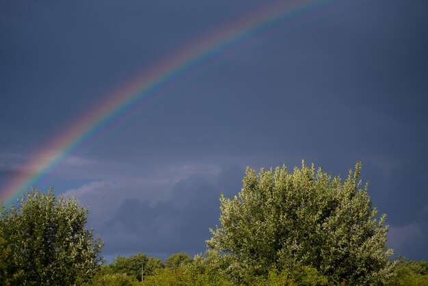 A rainbow appears in the sky above trees.