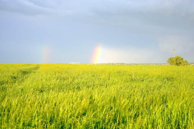 Rainbow above in the barley farm field