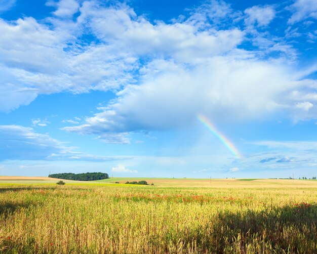 Радуга в голубом облачном небе над полем летней пшеницы.