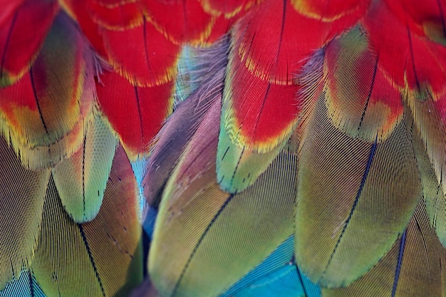 近距離のコンゴウインコの虹色