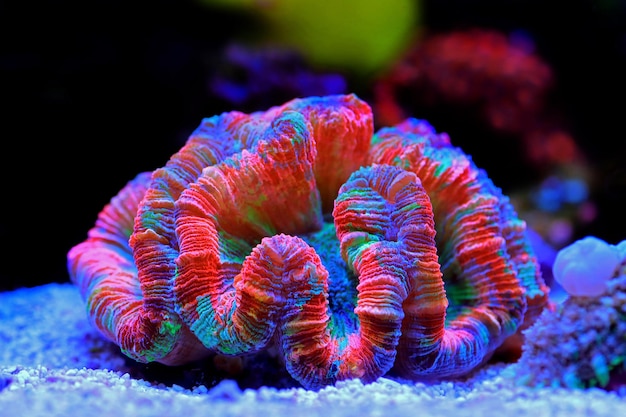 虹色のオープン ブレイン LPS サンゴ - Wellsophyllia radiata