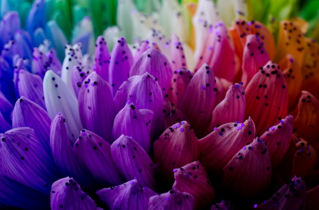 Rainbow colored dahlias petals