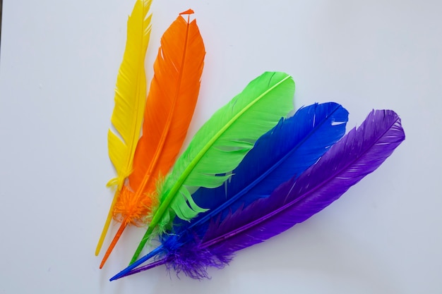 Rainbow-coloured feathers on a white background