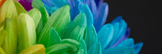 Rainbow flower isolated on black background Colorful daisy background Rainbow abstract surface