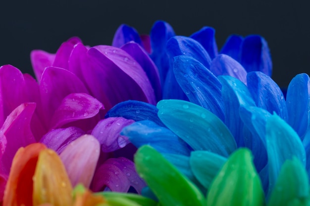 Rainbow flower isolated on black background colorful daisy background rainbow abstract surface