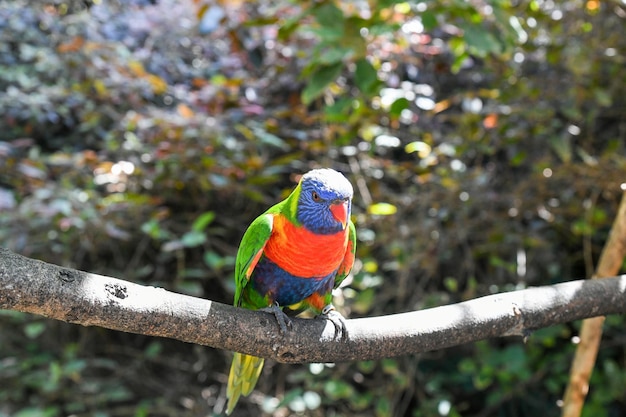 A rainbow lorikeet sits on a branch in a forest.