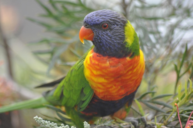 Grevillea Ned Kelly의 가지에 서있는 무지개 lorikeet Trichoglossus moluccanus