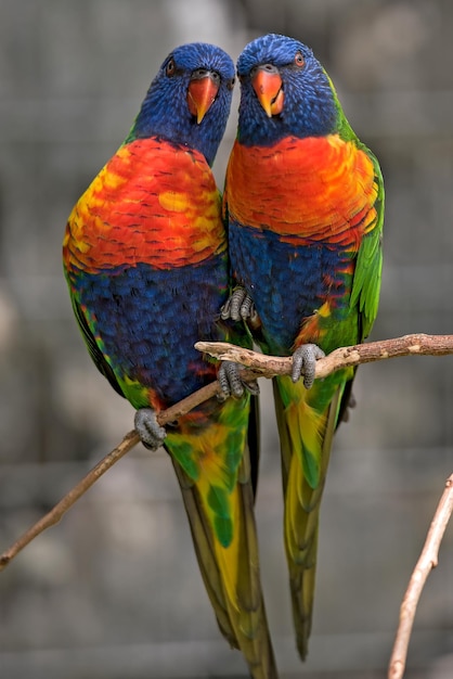 Photo rainbow lorikeets perching on branch