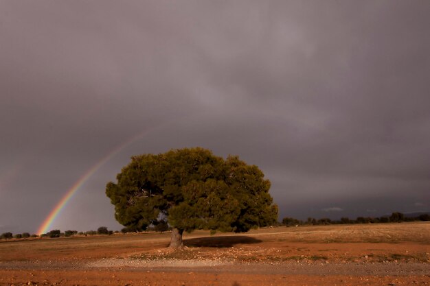 Rainbow in the natural landscape of the dehesa