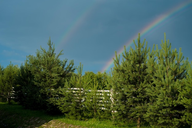 Rainbow in the sky over a field of trees