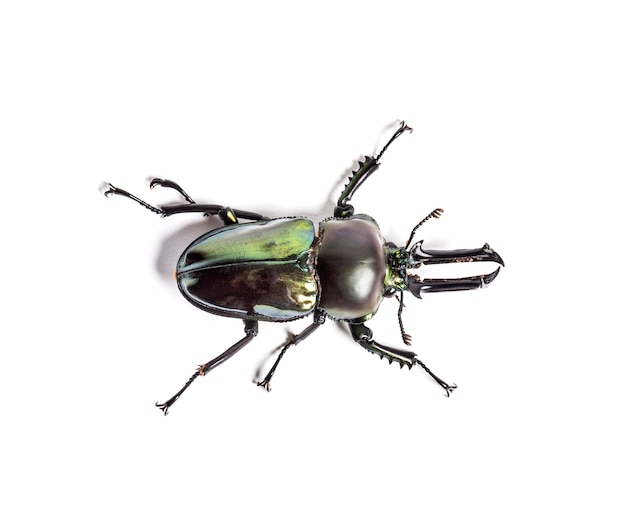 Rainbow stag beetle, Phalacrognathus muelleri, in front of white background