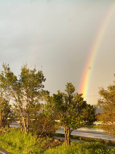 Rainbow over trees on field against sky