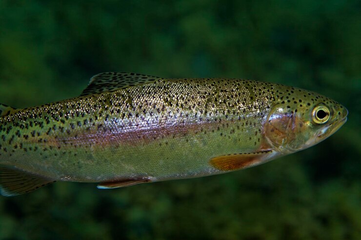 Photo rainbow trout from the plitvice lakes