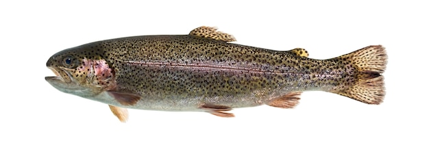 Rainbow trout swimming, isolated on white