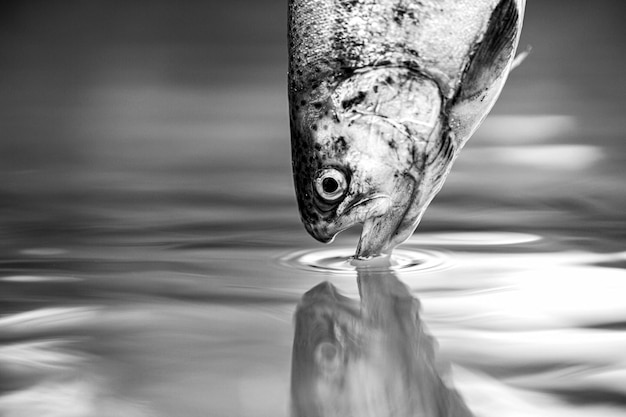 Rainbow trouts closeup in water Fishing Rainbow trout fish jumping The rainbow trout in the lake Black and white