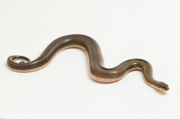 Rainbow water snake Enhydris enhydris isolated on white background