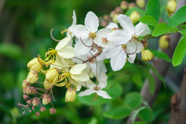 木の上に虹の白と黄色のシャワーの花