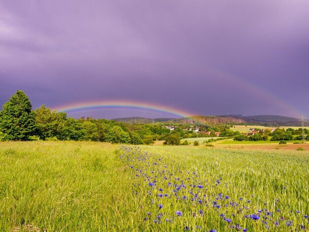 Rainbow