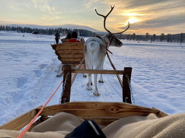 Photo raindeer ride finland