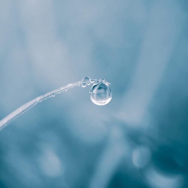 raindrop on the grass leaf in spring season in rainy days