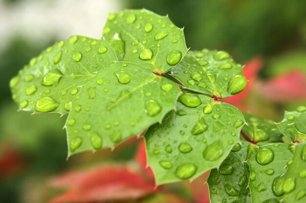 緑の葉の雨滴