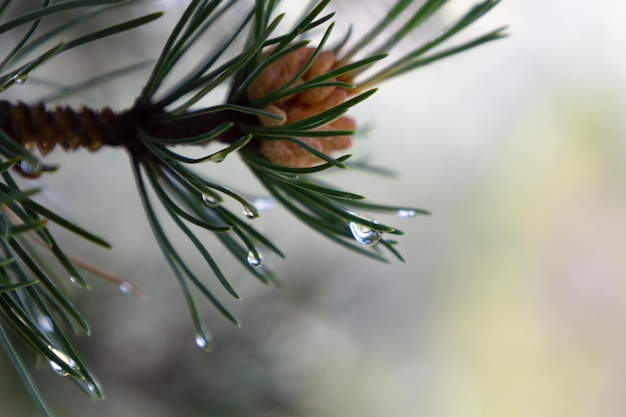 Photo raindrop on pine leaf and pine fruit. blurred background