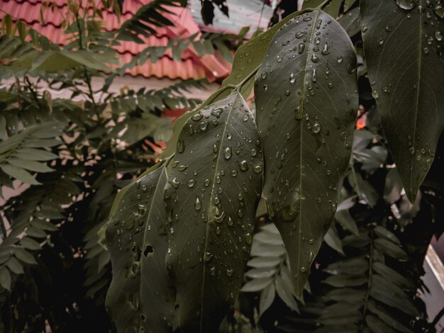Raindroplets on leaves