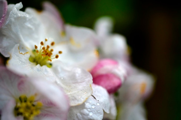 raindrops on an apple flowers in an orchard in spring