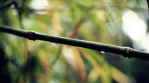 Raindrops on the bamboo