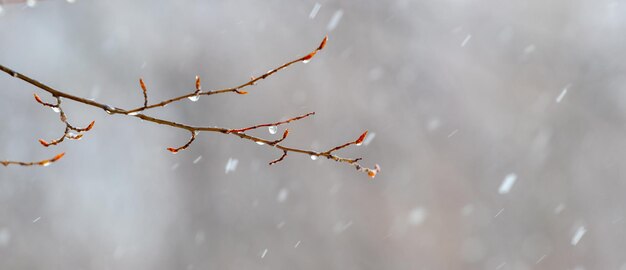 Raindrops on a bare branch in the spring during the melting snow